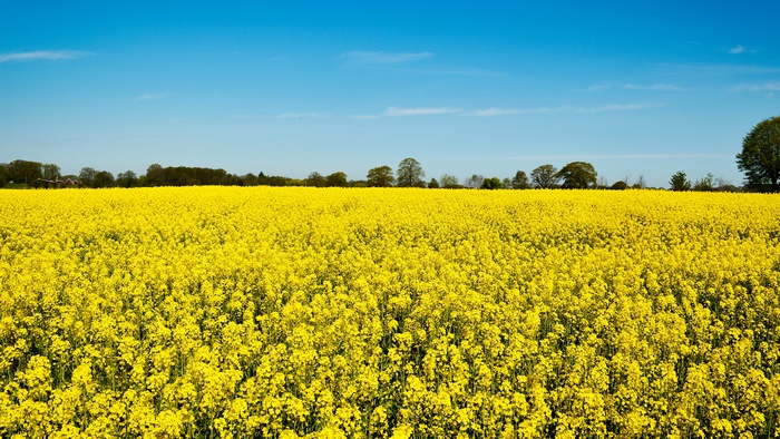 Field of Yellow Rapeseed Flowers under Blue Sky