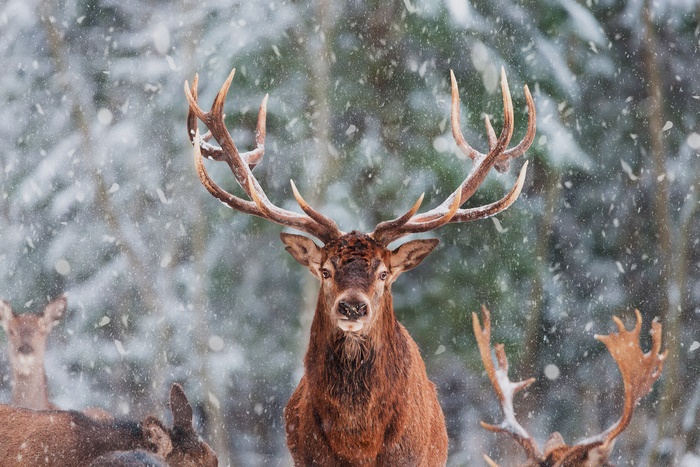 Deer in a snowy forest