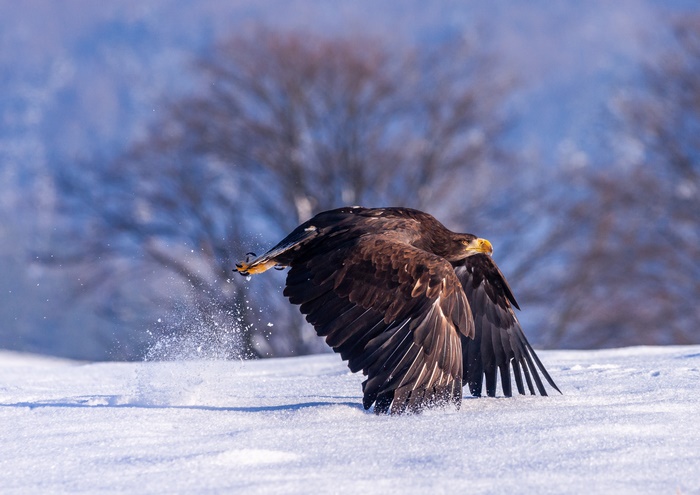Eagle taking flight from snowy ground