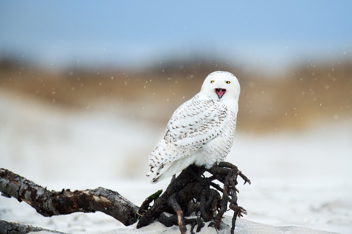 Snowy Owl perched on a branch in the snow