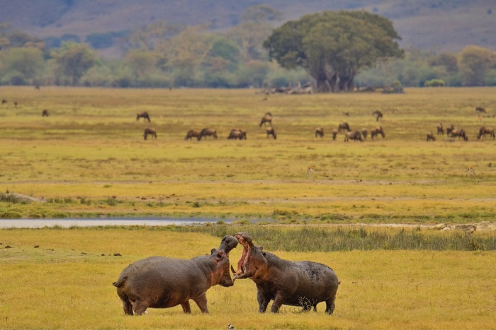 Two hippos fighting in a grassy savanna