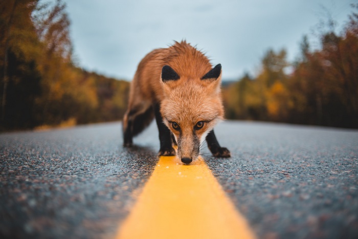 Fox on a road during autumn