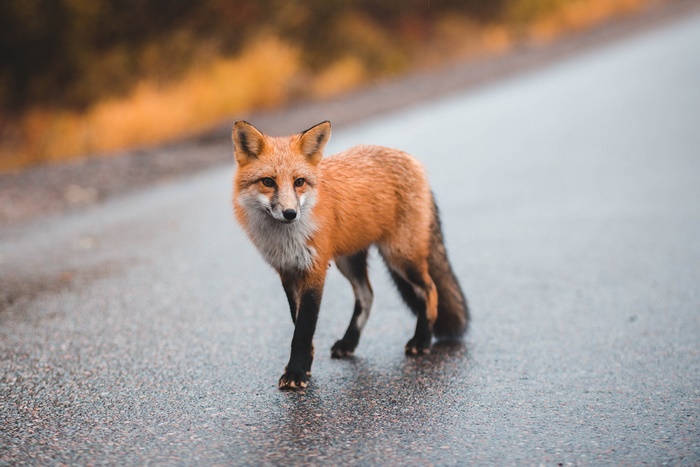 Red Fox standing on a wet road