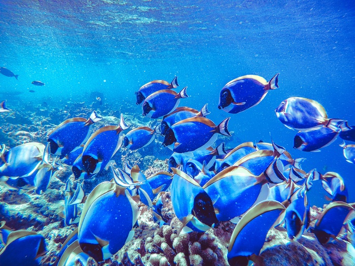 School of Blue Tang Fish Swimming Over Coral Reef
