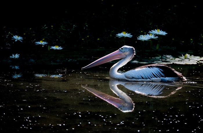 Pelican swimming in water with water lilies