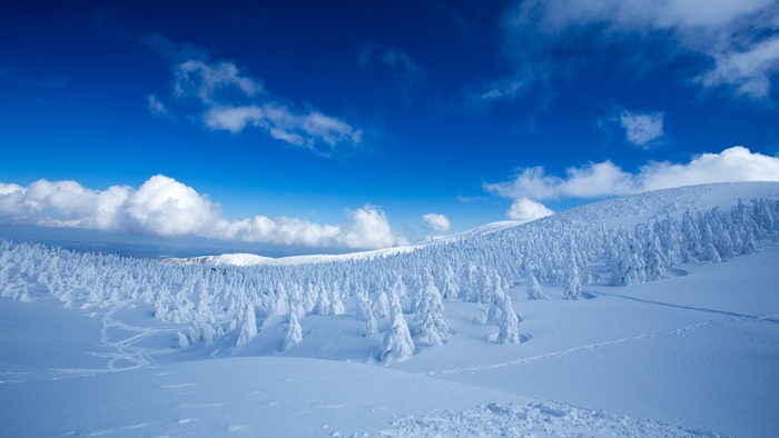 Winter Snow Forest Landscape with Blue Sky and Clouds 4K