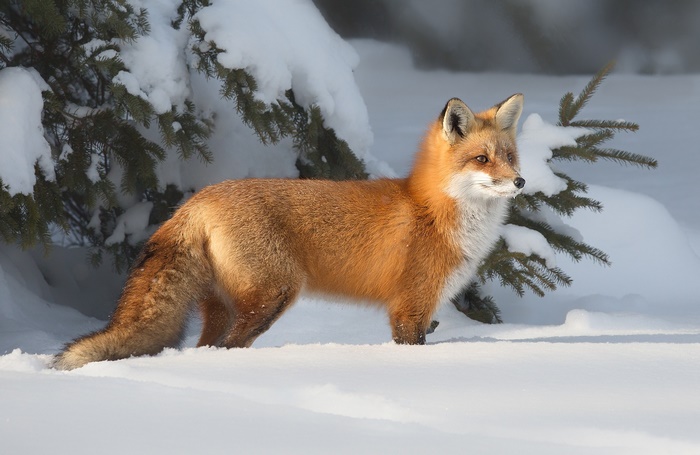 Red fox standing in snow near pine trees