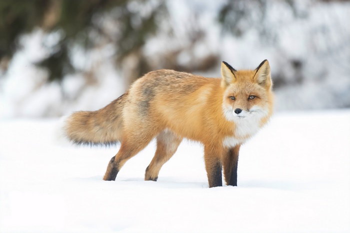 Red Fox Standing in Snow