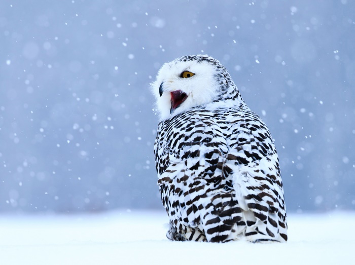 Snowy Owl in Snowfall