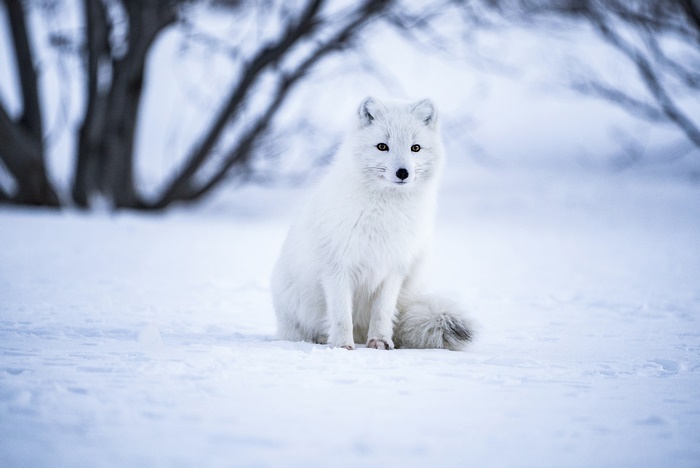 Arctic Fox in Snowy Landscape