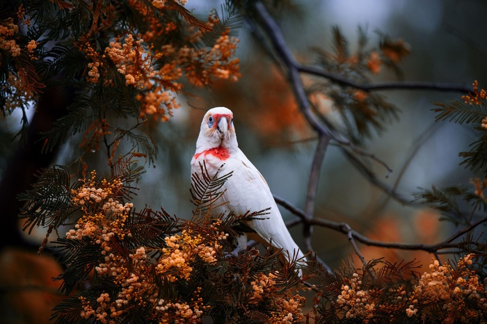 Long-billed Corella perched on a flowering tree branch