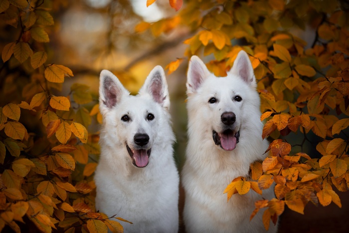 Two white Swiss Shepherd dogs in autumn leaves