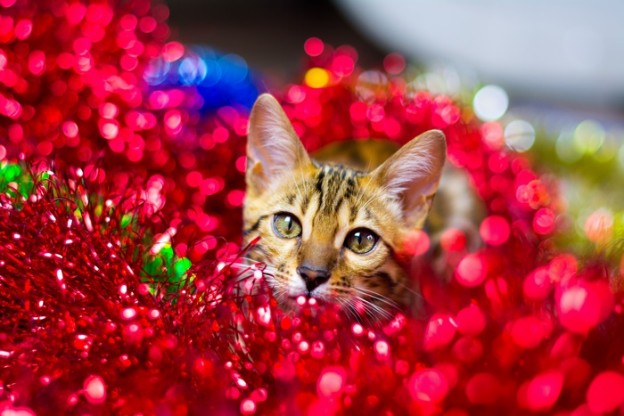 Bengal kitten peeking through red tinsel