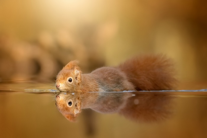 Red squirrel drinking water with reflection