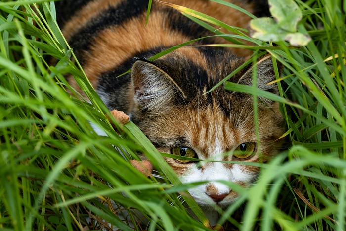 Calico cat hiding in tall green grass