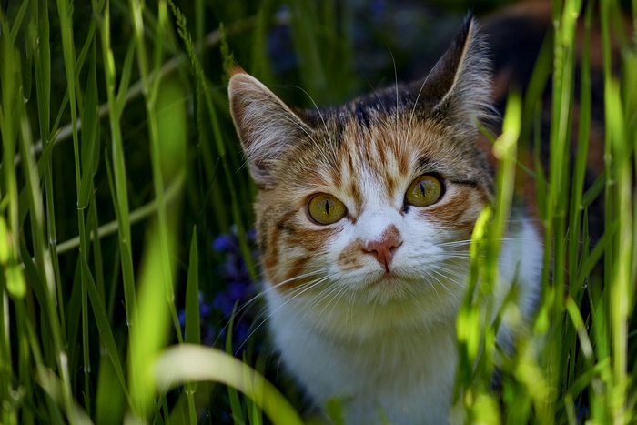 Calico cat peeking through tall green grass
