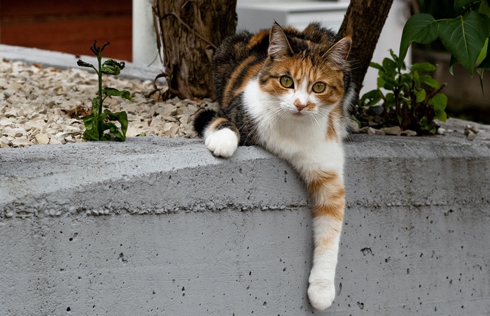 Calico cat resting on a concrete ledge