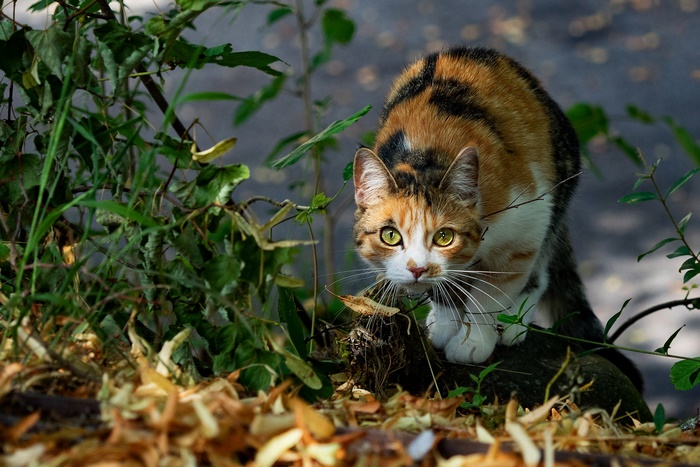 Calico cat crouches in foliage