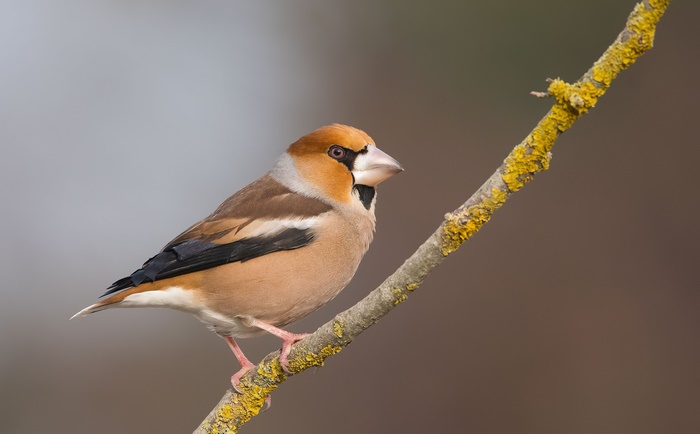 Hawfinch bird perched on a lichen-covered branch