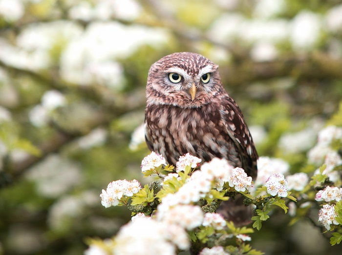 Little Owl on a Flowering Branch