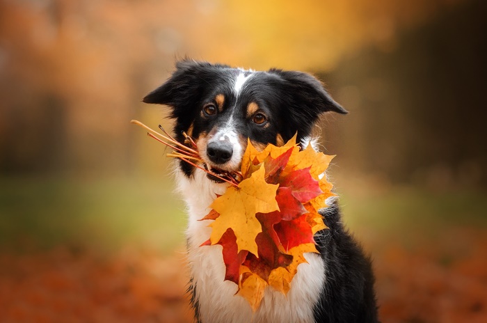 Border Collie holding autumn leaves in its mouth
