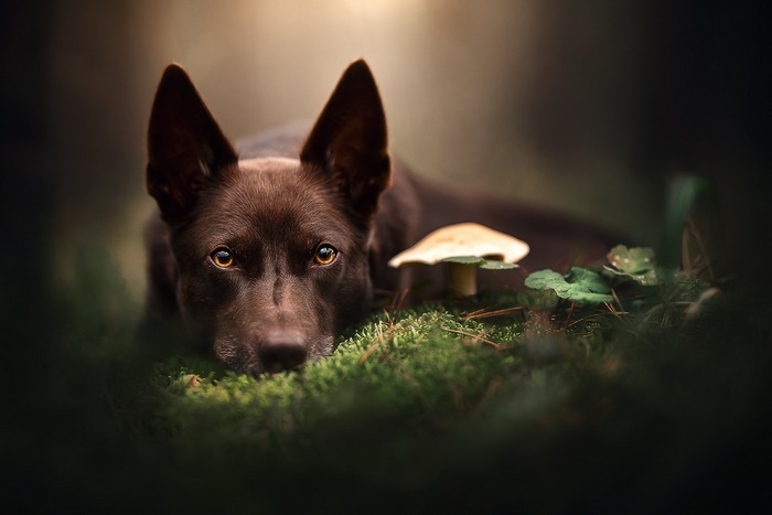 Brown dog lying down next to a mushroom