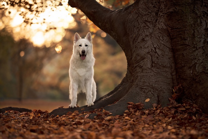 White Swiss Shepherd dog sitting by a tree in autumn