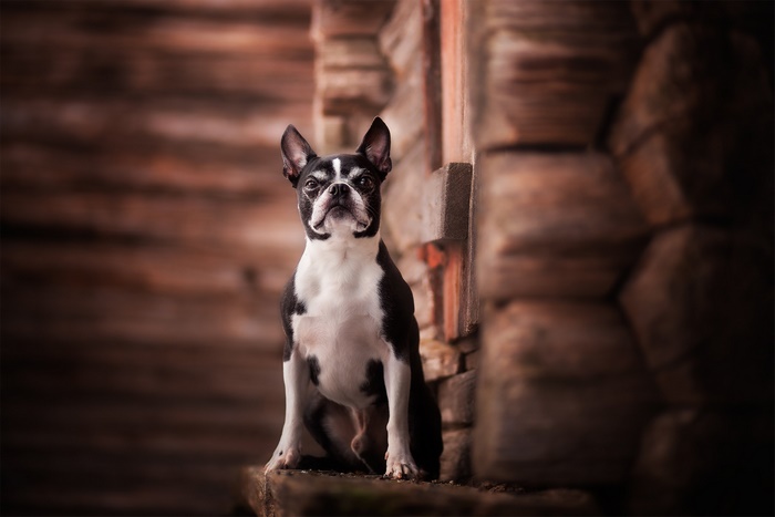 Boston Terrier sitting on a ledge