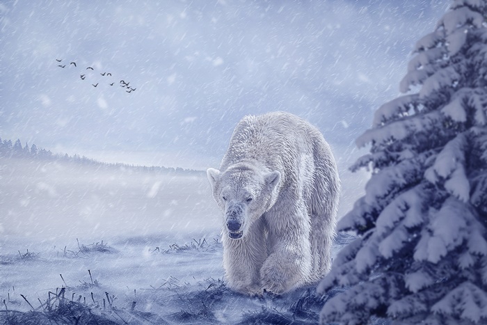 Polar Bear in a Snowstorm