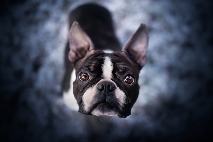 Boston Terrier looking up