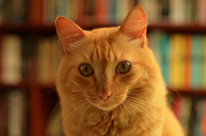 Orange cat with green eyes in front of bookshelf