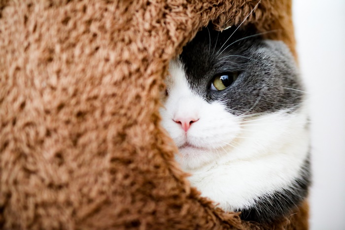 Cat peeking out of a fuzzy brown enclosure