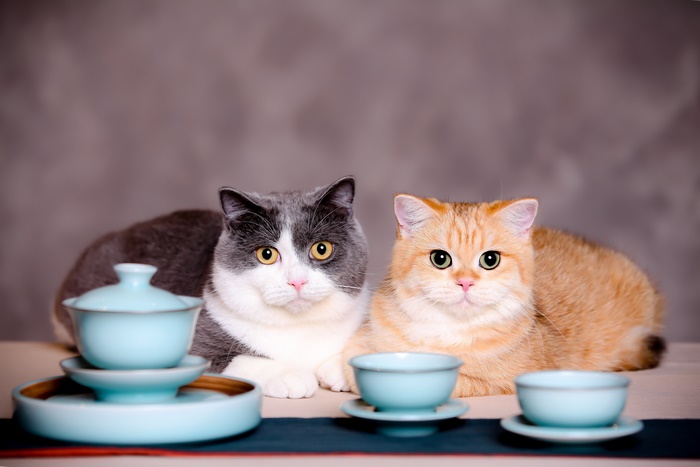 Two cats with tea set