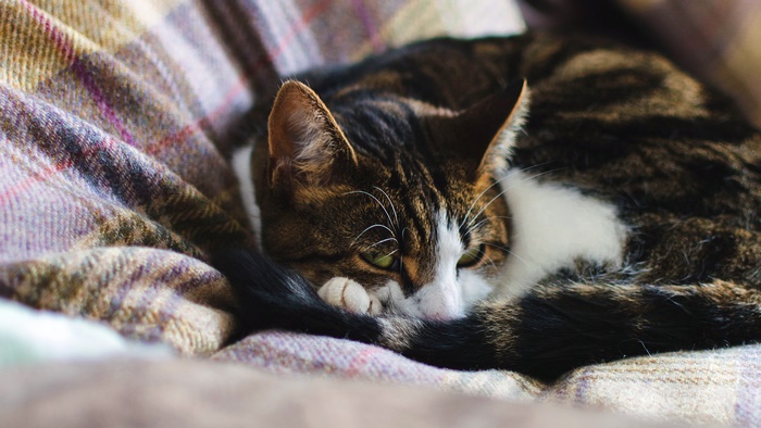 Tabby cat sleeping on a blanket