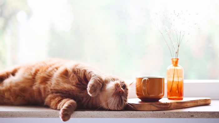 Orange cat resting by a window with a coffee cup and vase