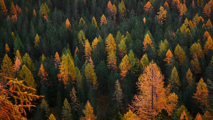 Aerial View of a Forest in Fall Colors