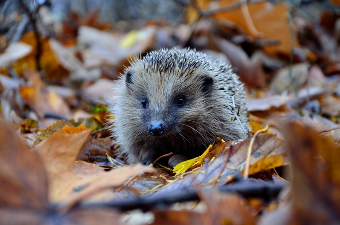 Hedgehog in autumn leaves