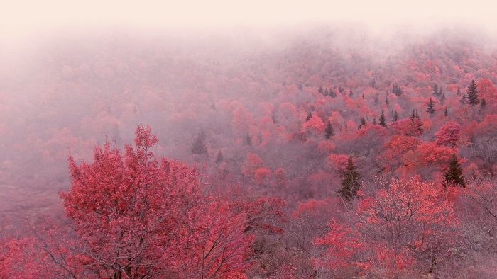 Foggy Mountain Forest in Fall Colors