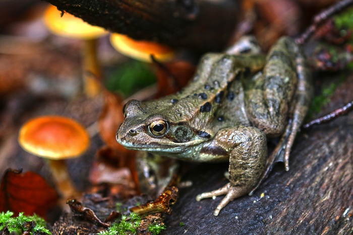 Frog and Mushrooms in Forest 4K