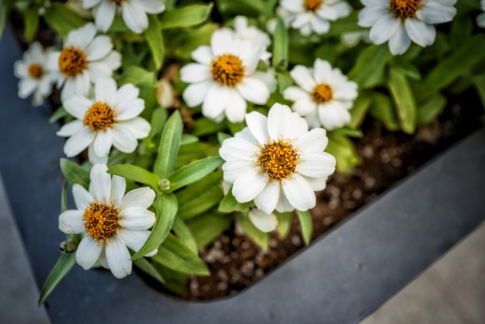 White flowers with orange centers in a planter