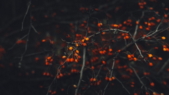 Close-up of red berries on branches in fall