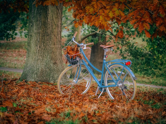 Blue bicycle with basket of leaves under autumn tree