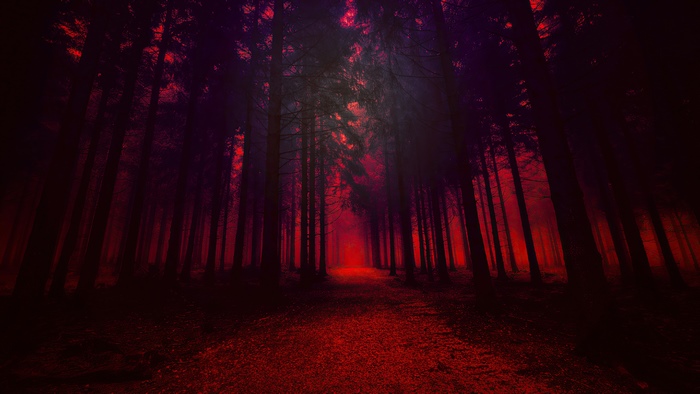 Dark forest with red light