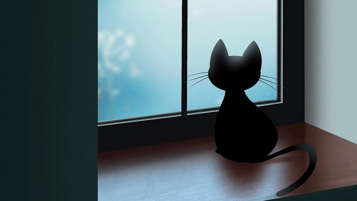 Black Cat Looking Out Window 4K