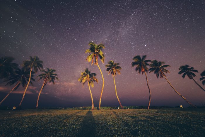 Palm trees under a starry night sky
