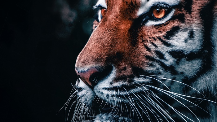 Close-up of a tiger's face in 4K