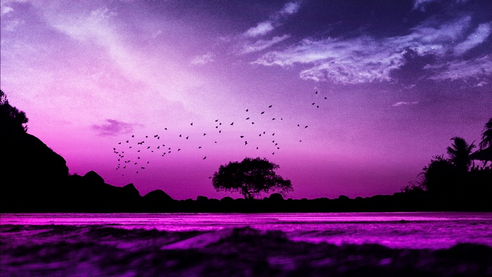Birds flying over a purple ocean at sunset