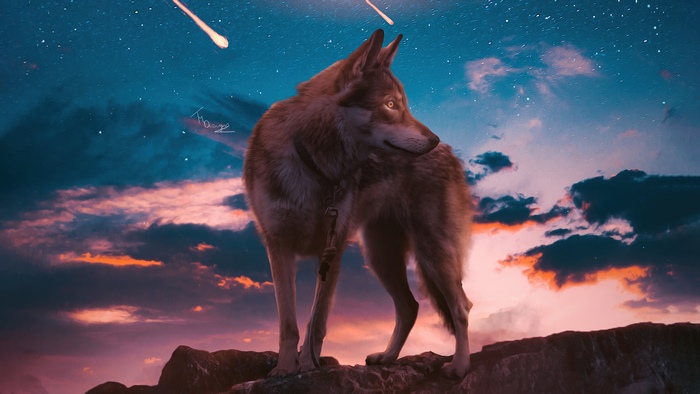 Wolf on a rocky outcrop under a starry sky with meteors
