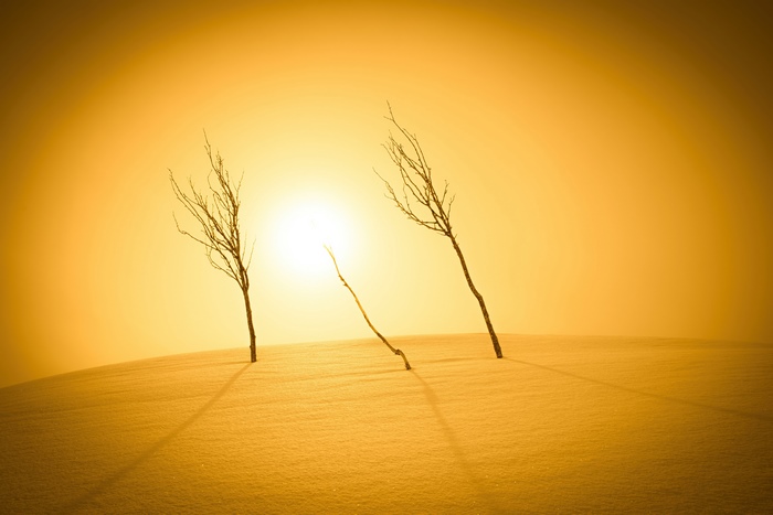 Two bare trees in a snowy desert at sunset