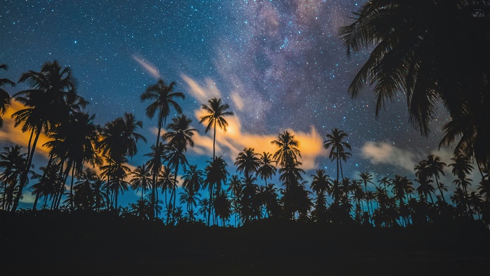 Palm trees under a starry night sky